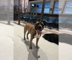 Small #34 Boxer Mix