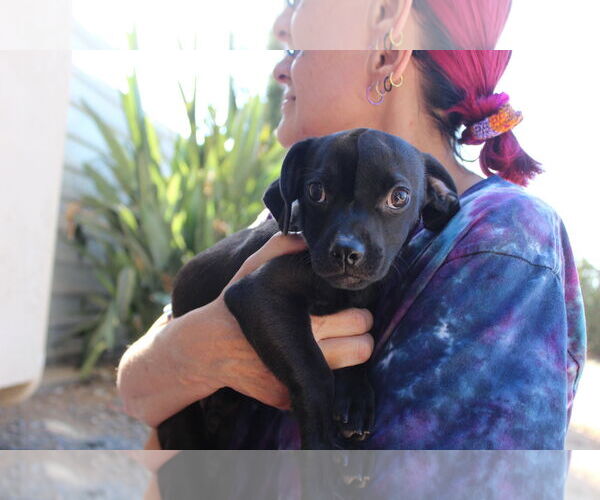Medium Photo #2 Chiweenie Puppy For Sale in Imperial Beach, CA, USA