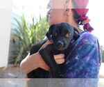 Small #1 Chiweenie
