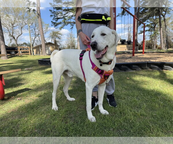 Medium Photo #6 Great Pyrenees-Unknown Mix Puppy For Sale in Houston, TX, USA