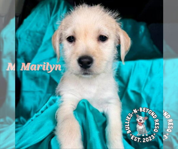 Medium Photo #3 Mutt Puppy For Sale in Omaha, NE, USA