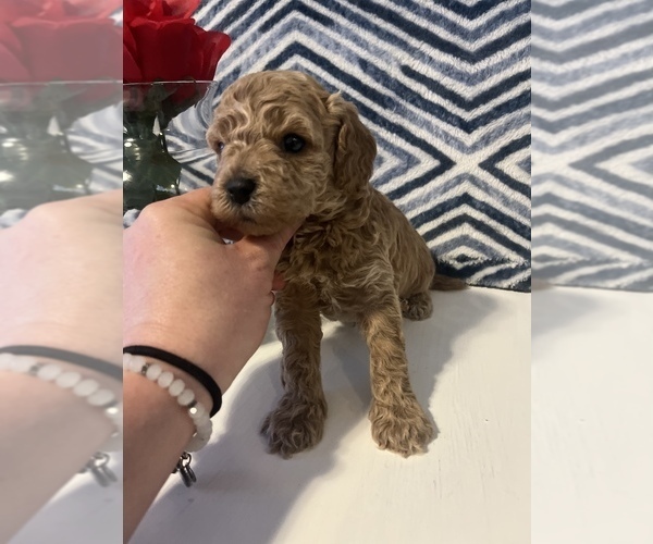 Medium Photo #1 Goldendoodle (Miniature) Puppy For Sale in MEDFORD, MA, USA