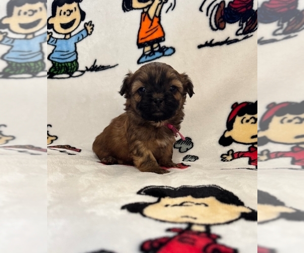 Medium Photo #32 Zuchon Puppy For Sale in NEW YORK MILLS, MN, USA
