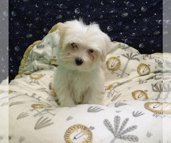 Medium Photo #2 Morkie Puppy For Sale in PATERSON, NJ, USA