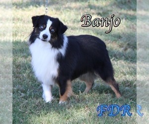 Father of the Miniature Australian Shepherd puppies born on 12/18/2025