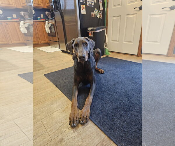Medium Photo #1 Doberman Pinscher Puppy For Sale in Buffalo, MN, USA
