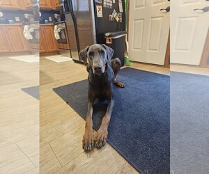 Doberman Pinscher Dogs for adoption in Buffalo, MN, USA