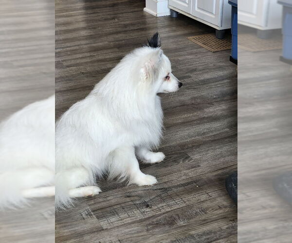 Medium Photo #4 Unknown-pomeranian spitz Mix Puppy For Sale in Fairfax, VA, USA