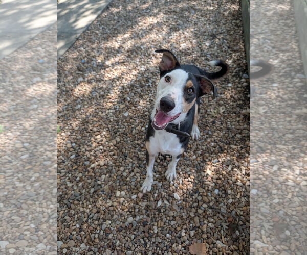 Medium Photo #2 Australian Shepherd-Unknown Mix Puppy For Sale in Denton, TX, USA