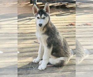 Siberian Husky Puppy for Sale in SAYLORSBURG, Pennsylvania USA