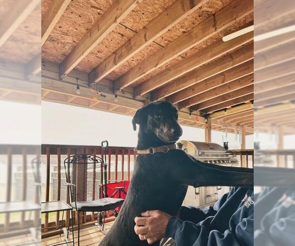 Medium Photo #11 Labrador Retriever-Unknown Mix Puppy For Sale in Holly Springs, NC, USA