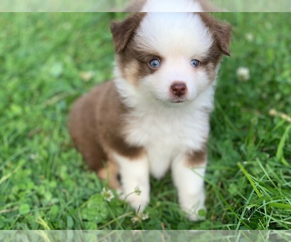 Medium Photo #7 Miniature Australian Shepherd Puppy For Sale in MANSFIELD, PA, USA