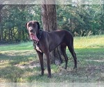 Small Photo #11 Great Dane Puppy For Sale in SALEM, NJ, USA