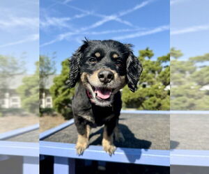 Cocker Spaniel-Dachshund Mix Dogs for adoption in Seal Beach, CA, USA