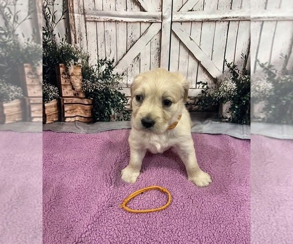 Medium Photo #3 English Cream Golden Retriever Puppy For Sale in BUSHNELL, FL, USA