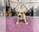 Small #2 English Cream Golden Retriever