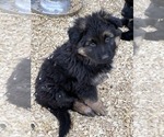 Small #1 German Shepherd Dog