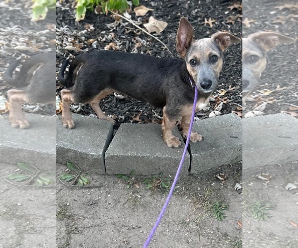 Medium Photo #2 Dachshund-Unknown Mix Puppy For Sale in Marine City, MI, USA