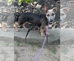 Small #1 Dachshund Mix