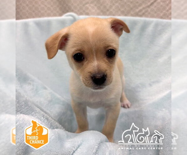 Medium Photo #1 Chihuahua-Unknown Mix Puppy For Sale in Irvine, CA, USA