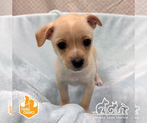 Chihuahua-Unknown Mix Dogs for adoption in Irvine, CA, USA
