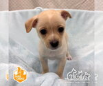 Small Chihuahua Mix