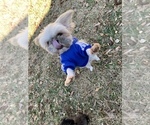 Small Photo #5 Shih Tzu Puppy For Sale in ATLANTA, GA, USA