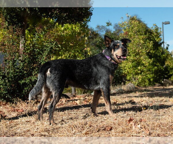 Medium Photo #1 Texas Heeler Puppy For Sale in San Andreas, CA, USA