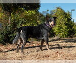 *ROSCOE - Male Texas Heeler Dog for Adoption - Small photo