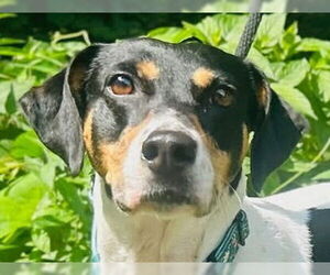 Mutt Dogs for adoption in Canton, CT, USA