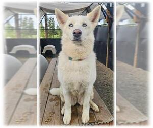 Siberian Husky-Unknown Mix Dogs for adoption in Frisco, CO, USA