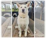 Small Siberian Husky Mix
