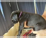 Puppy Purple Cane Corso