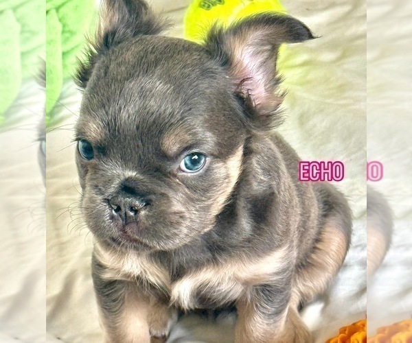 Medium Photo #1 French Bulldog Puppy For Sale in WOODBRIDGE, VA, USA