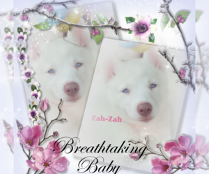 Siberian Husky Puppy for sale in GONZALES, LA, USA