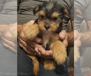 French Bulldog-Yorkshire Terrier Mix Puppy for Sale in HUDDLESTON, Virginia USA