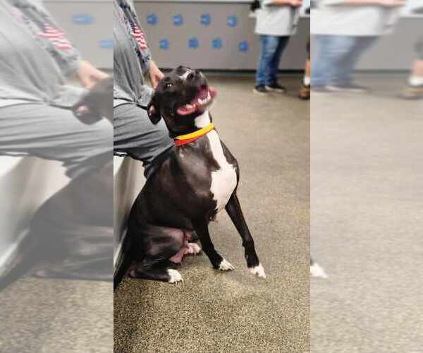 Medium Photo #3 Boxer-Unknown Mix Puppy For Sale in Osgood, IN, USA