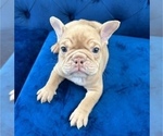 Small Photo #1 English Bulldog Puppy For Sale in WASHINGTON, DC, USA