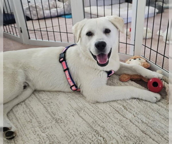Medium Photo #3 Labrador Retriever-Unknown Mix Puppy For Sale in Ventura, CA, USA