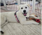 Small #2 Labrador Retriever Mix