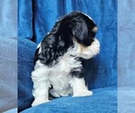 Small #20 Morkie