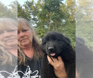 German Shepherd Dog Puppy for sale in CASCADE, VA, USA