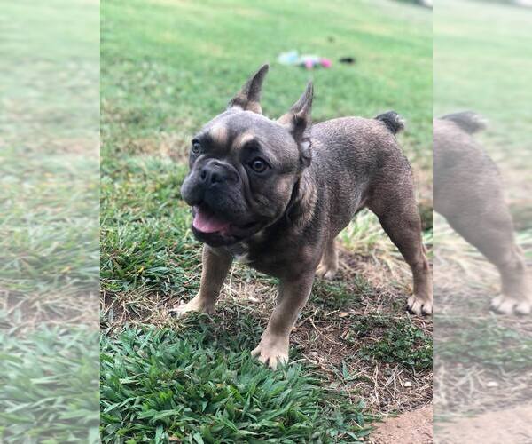 Medium Photo #1 French Bulldog Puppy For Sale in PERRYVILLE, MD, USA