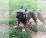Small Photo #1 French Bulldog Puppy For Sale in PERRYVILLE, MD, USA