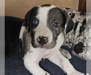 Great Dane Puppy for sale in CAMPBELL, NY, USA