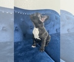Small Photo #18 French Bulldog Puppy For Sale in OAKLAND, CA, USA
