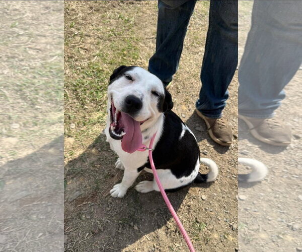Medium Photo #3 Borador Puppy For Sale in Alexander, AR, USA