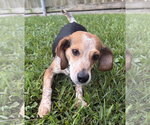 Small #2 Beagle