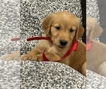 Puppy Sawyer Golden Retriever