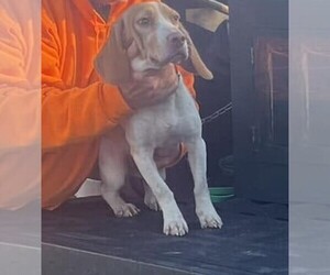 Beagle Puppy for sale in NEW BRITAIN, CT, USA